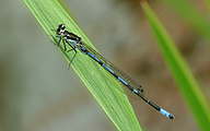 Variable Bluet (Male, Coenagrion pulchellum)